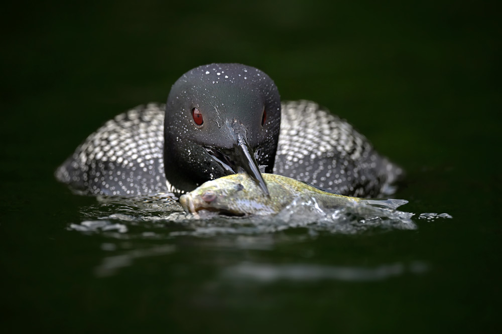 Image Credit: Michelle Valberg - Nikon Z 7 camera & AF-S NIKKOR 800mm f/5.6E FL ED VR lens